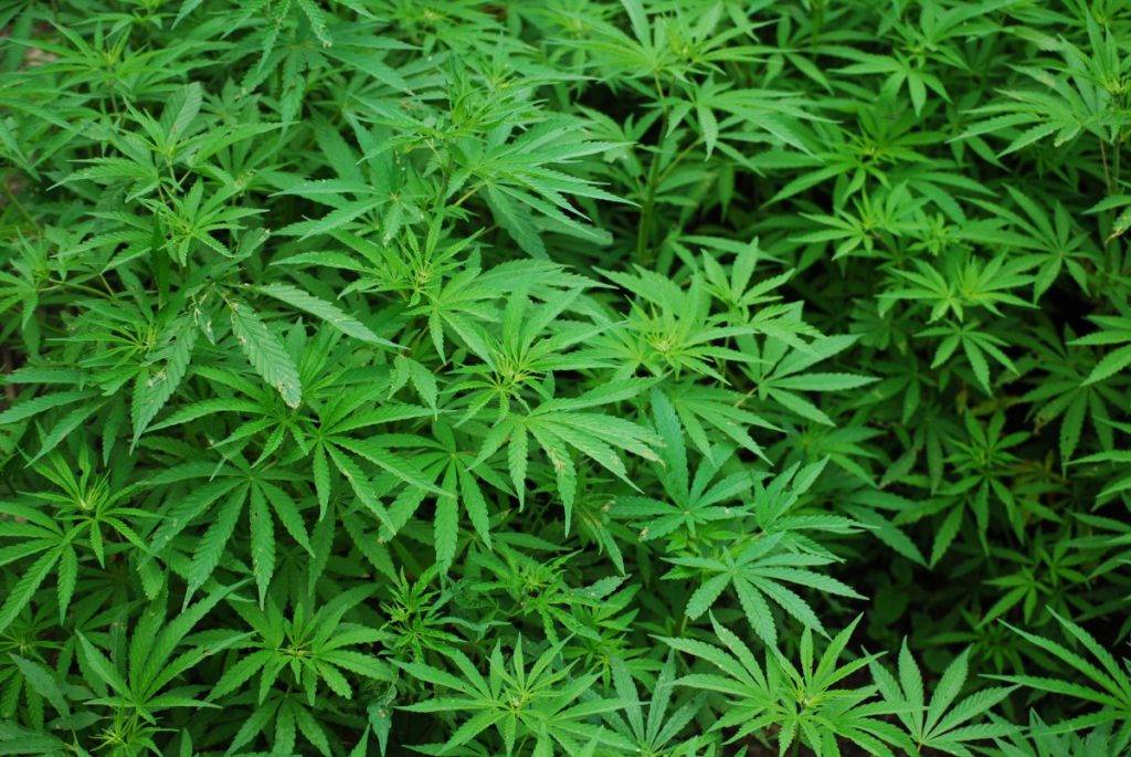 Piante marijuana in Sardegna