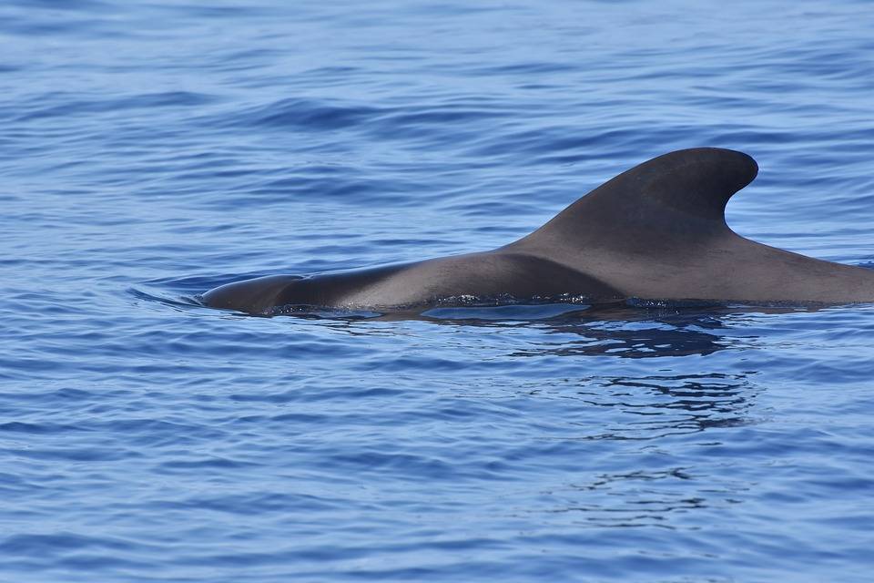 Giappone, ricomincerà la caccia alle balene per scopi commerciali