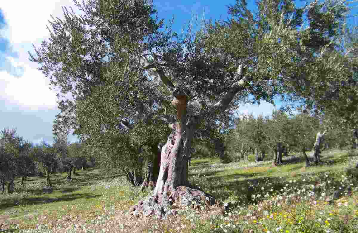 Albero Ulivi Italiani Xylella