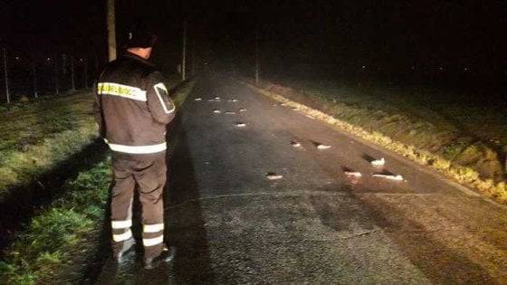 I cittadini di Gattolino, frazione di Cesena, hanno assistito ad una misteriosa invasione di topi bianchi.