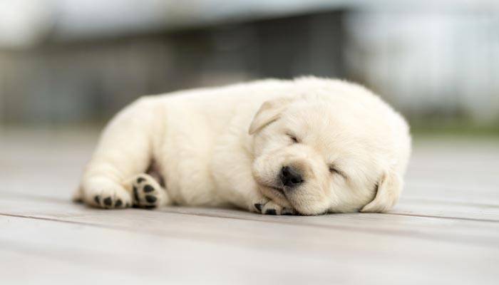 Bimbo eroe viene ritrovato vicino al suo cane dopo un incendio