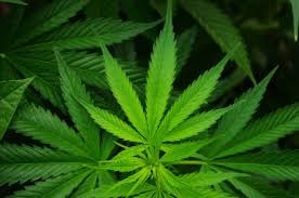 Cannabis libera Movimento 5 stelle disegno di legge