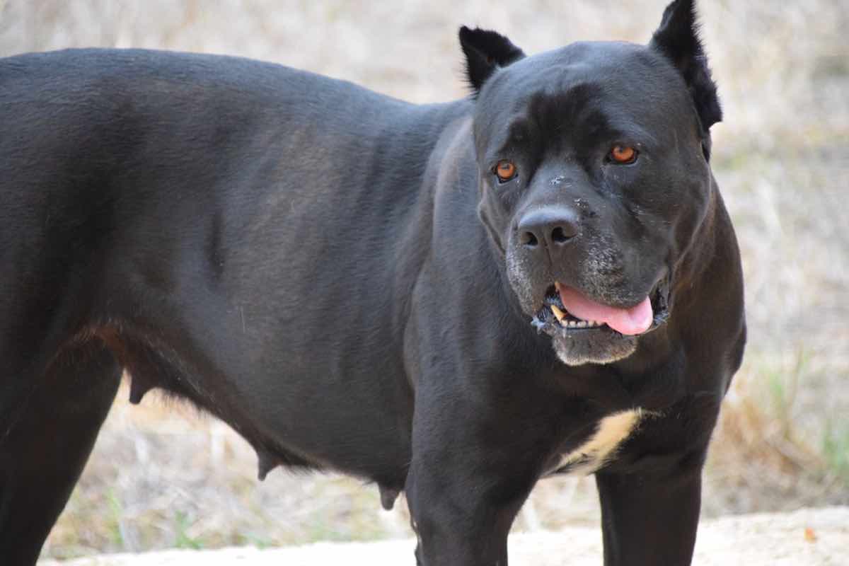 Roma, uomo muore dissanguato in strada: aggredito dal suo cane corso