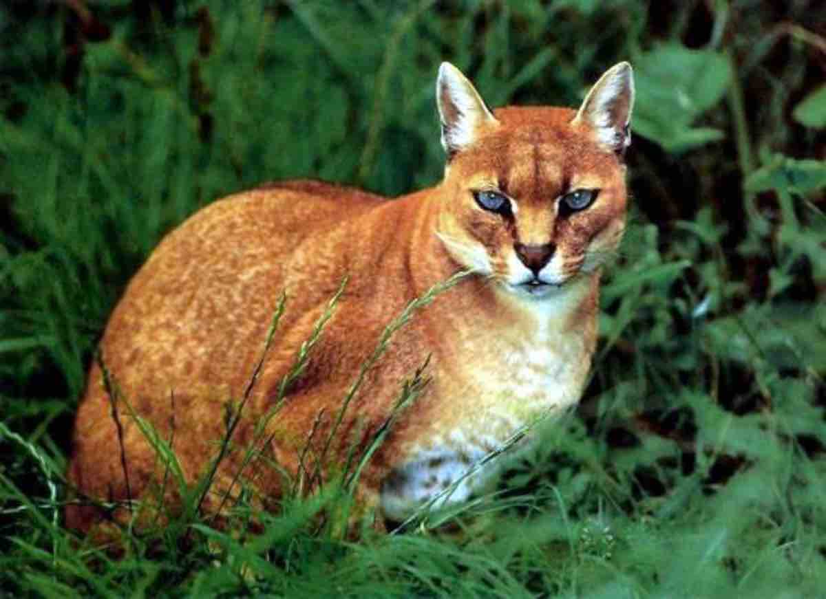 Tanzania: fotografato il Caracal aurata, il "gatto dorato"