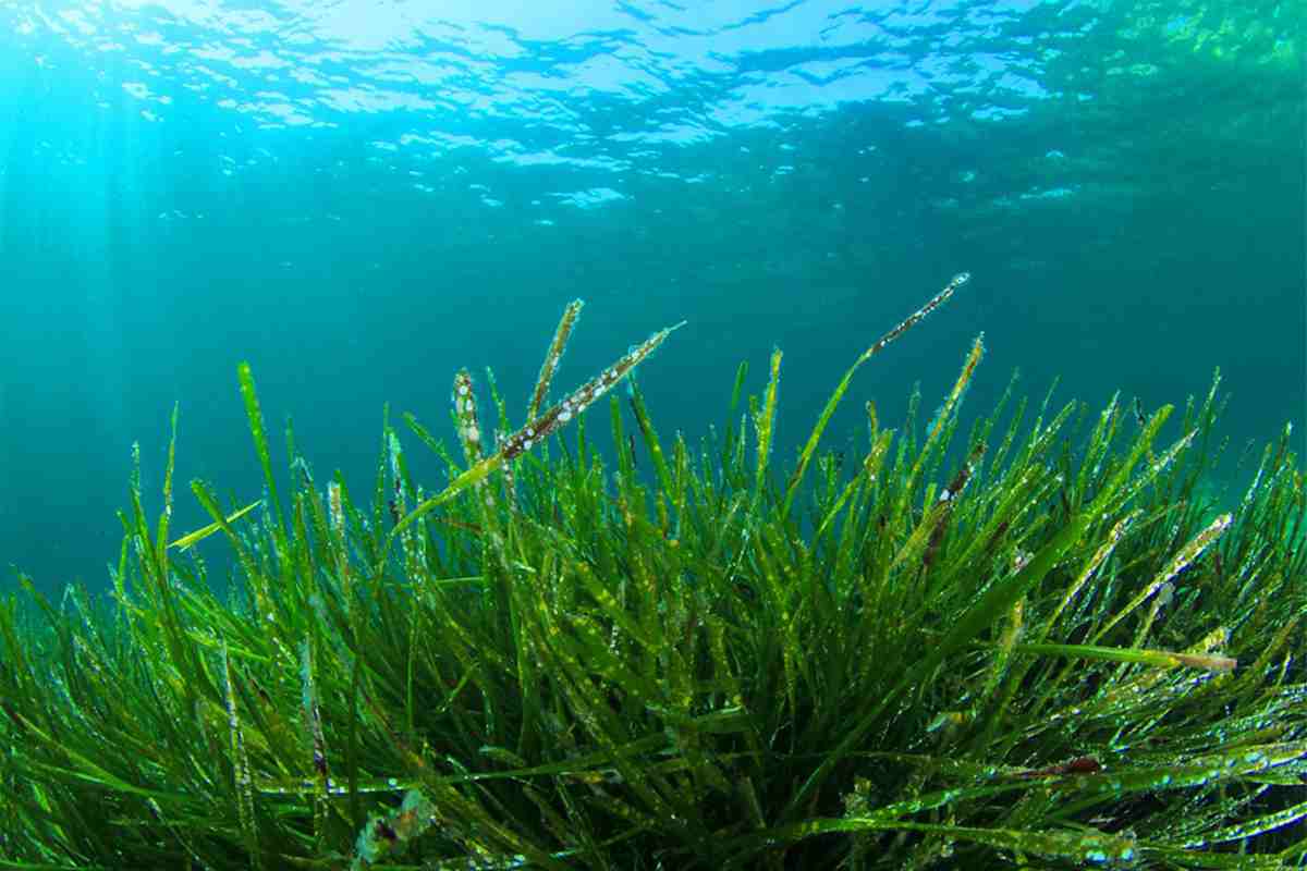 sardegna spirulina cos'è