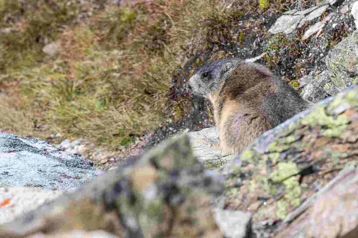 Mongolia, due casi di peste bubbonica: la coppia è deceduta