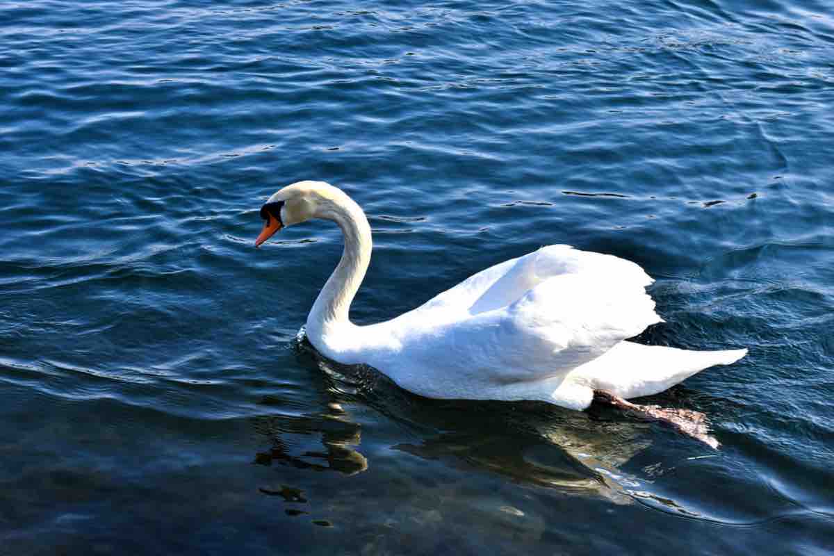  Vicenza, Recoaro Terme: cigno ucciso a bastonate e lei si lascia morire