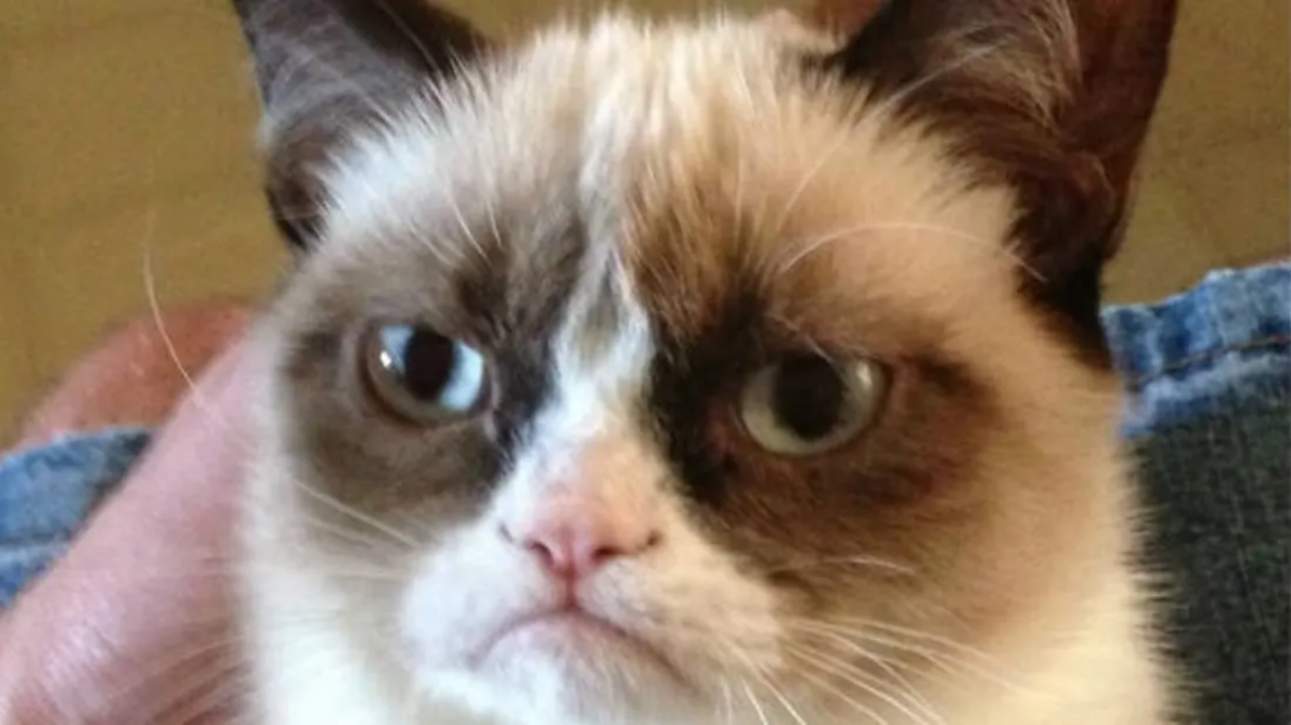 morto grumpy cat