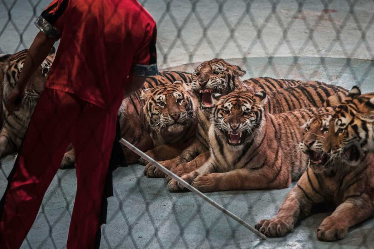 domatore circo tigri