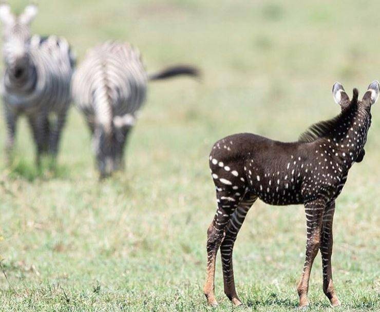 zebra pois