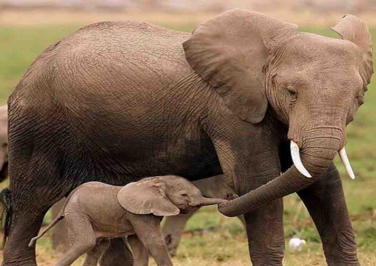 India, niente più sacrifici animali