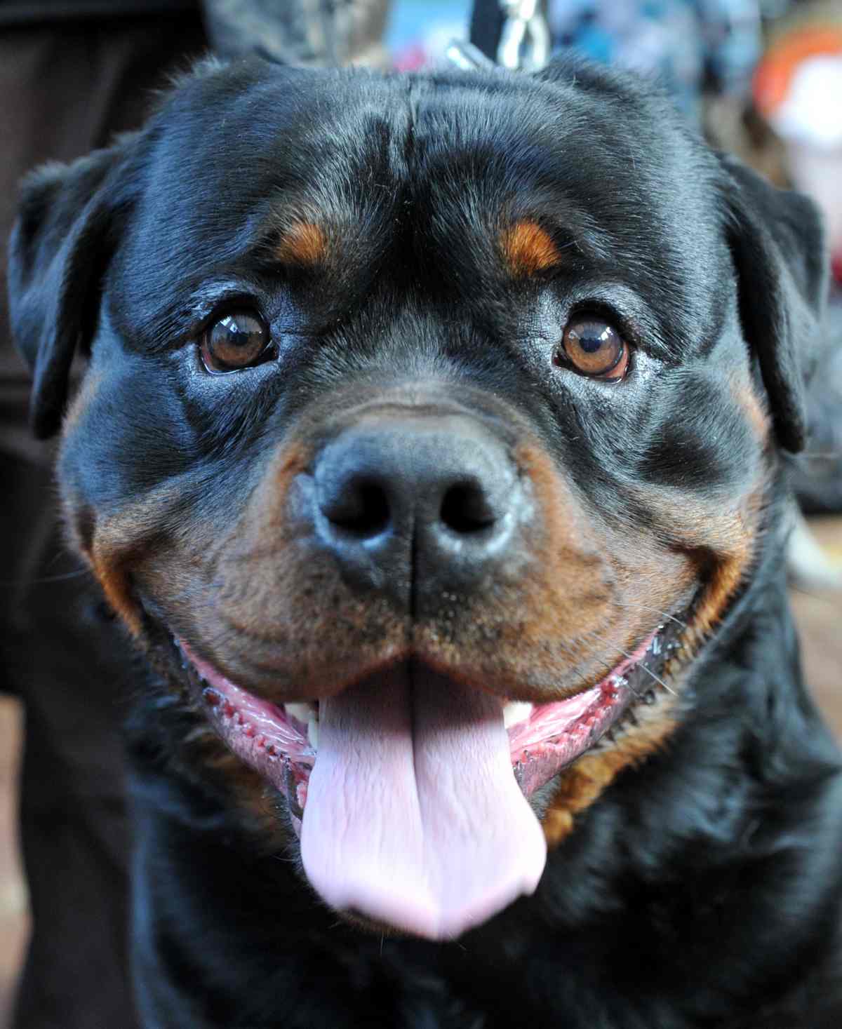 Cane rottweiler