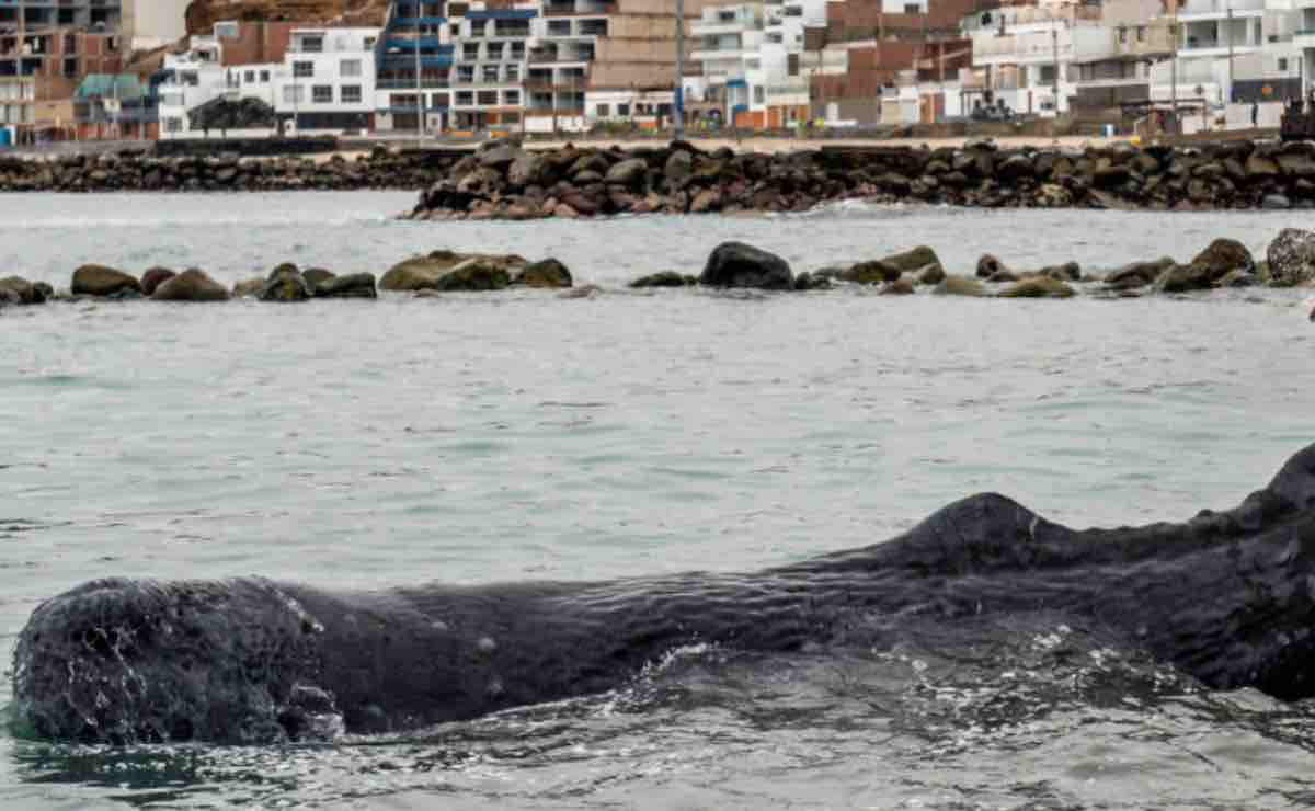 Balena morta sul fiume: il terzo cetaceo deceduto in pochi mesi