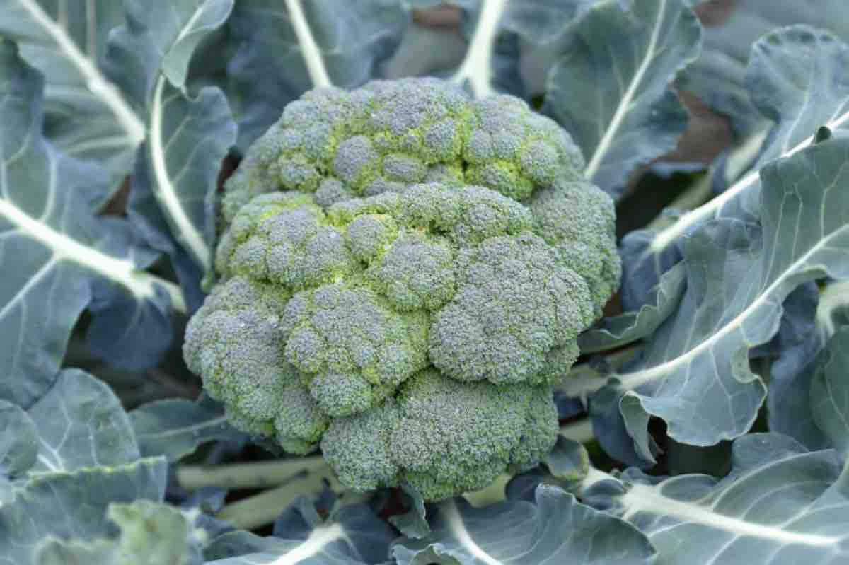 Broccoli, proprietà e miti da sfatare: ecco il parere degli esperti