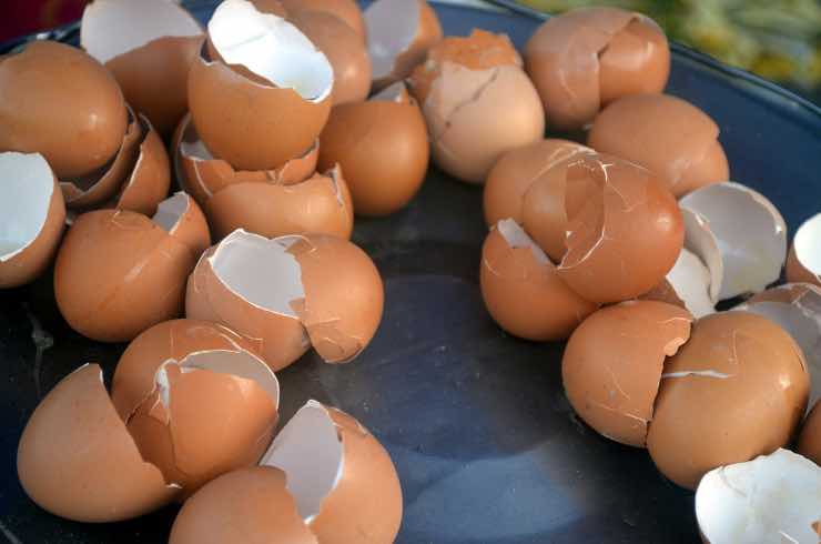 Le uova  e i gusci sono davvero alleati della salute? Ecco la verità 