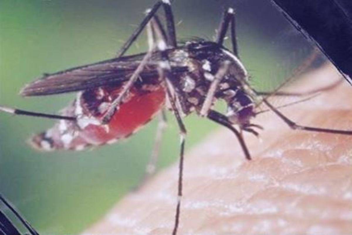 Zanzara coreana