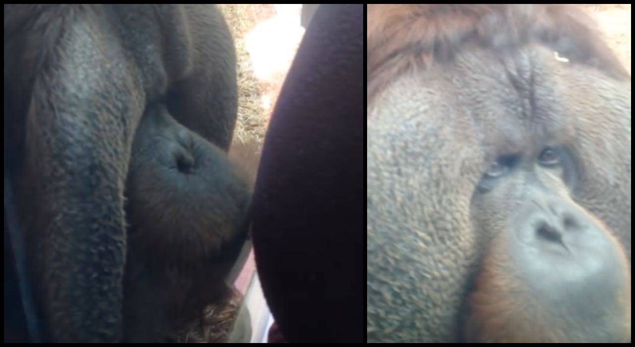 Zoo di Colchester, orango bacia il pancione di una donna - Video