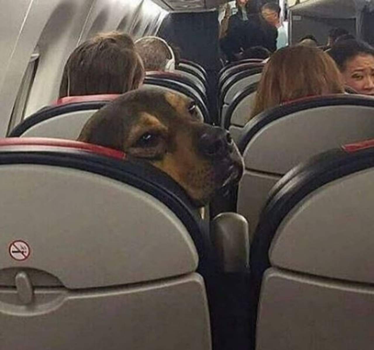 Cani in aereo