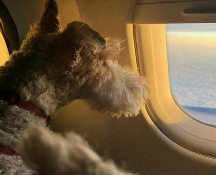 Cani in aereo