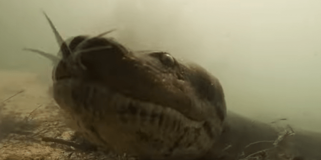 Inaspettato incontro per due sommozzatori: un'anaconda di sette metri
