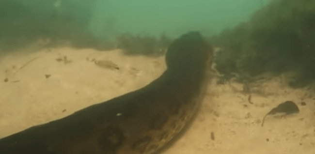 Inaspettato incontro per due sommozzatori: un'anaconda di sette metri