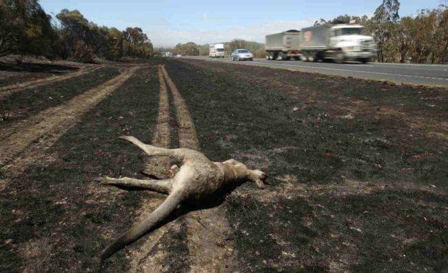 Incendi Australia: gli animali morti sono circa un miliardo