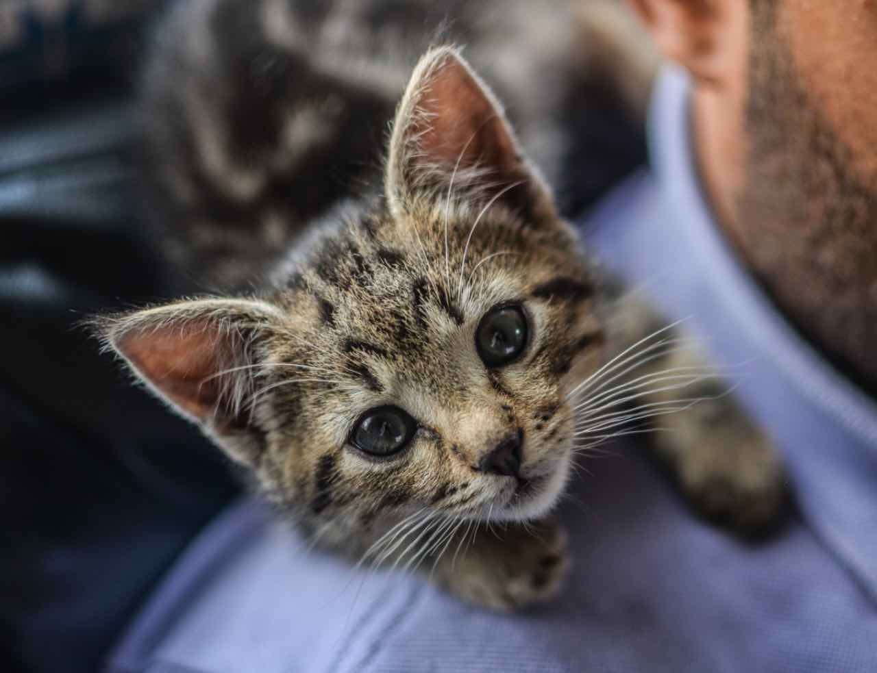 Gatti: ecco come scegliere il nome del tuo nuovo amico - Video