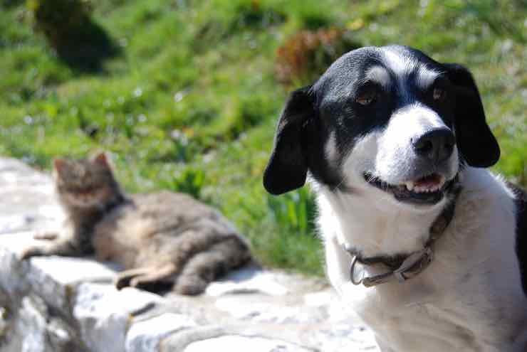 Melbourne, cane suona il clacson perché il padrone fa tardi: ecco il video