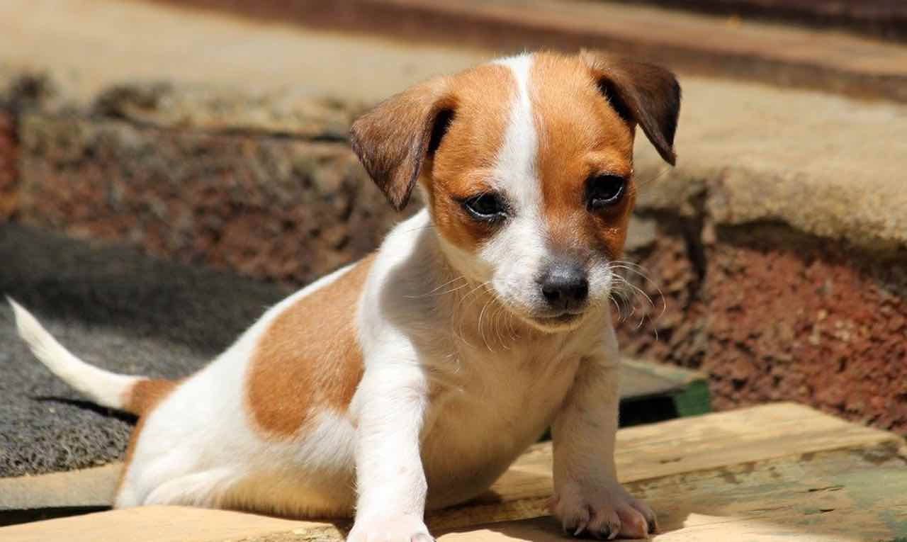 Bologna, abbandonano cagnolina prima di partire: denunciata la coppia