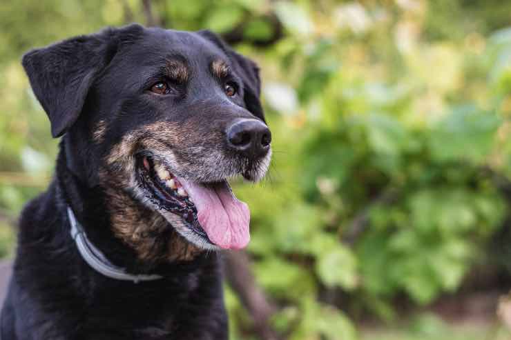 Patentino per cani