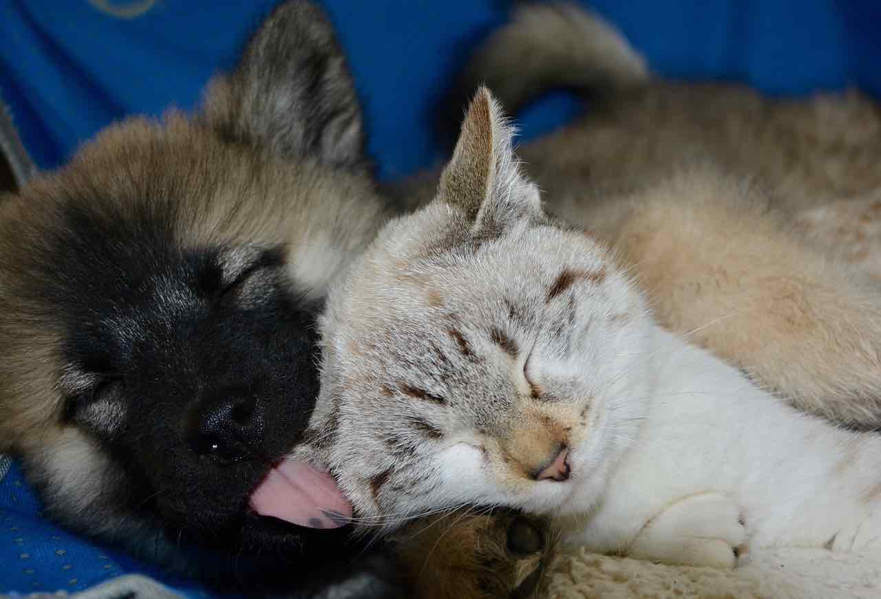 A volte si può sentire l'esigenza di adottare un cucciolo di cane o gatto e portarlo in casa propria: ecco alcuni consigli da seguire per non sbagliare