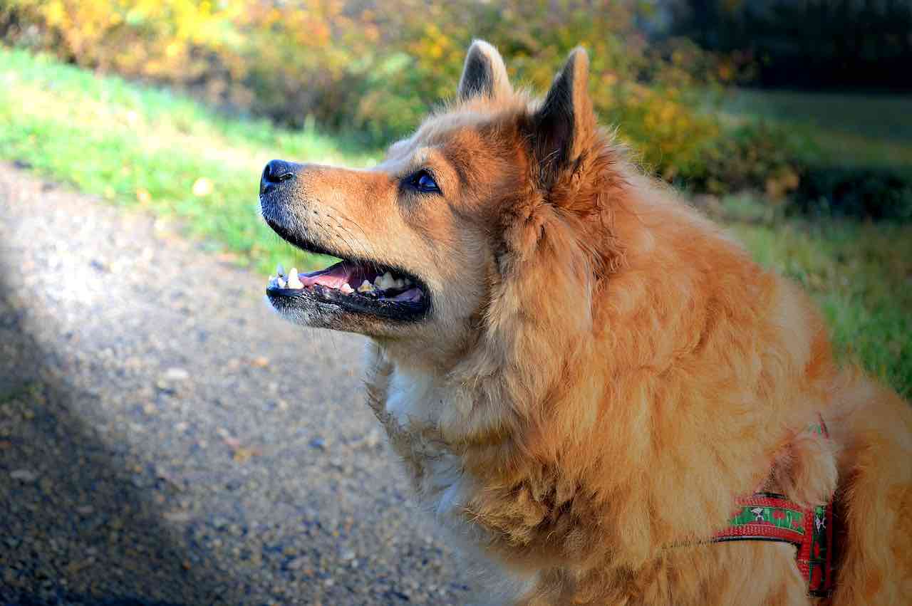 Pet Therapy: come il nostro cane ci aiuta a stare bene - Video