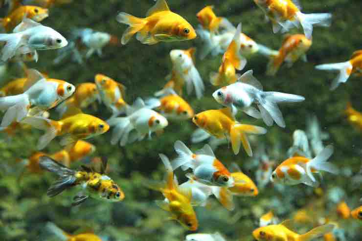 Animali, estinto il pesce spatola cinese: prima specie nel 2020