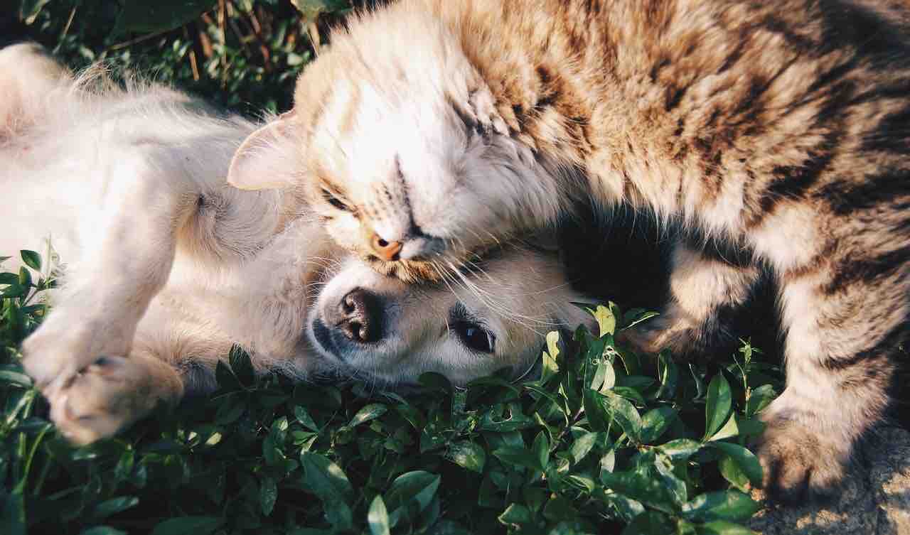 Spotify, cani e gatti