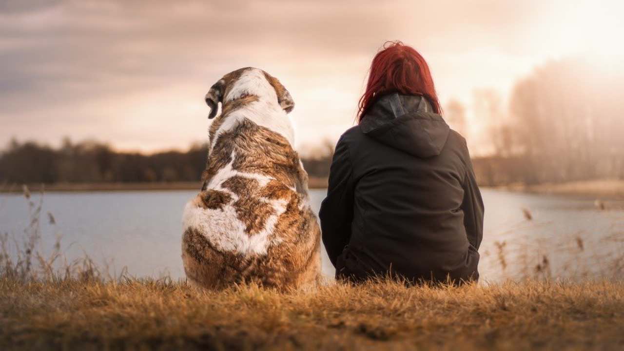 Cane incontra l'amico umano dopo mesi: tenerezza incredibile - VIDEO