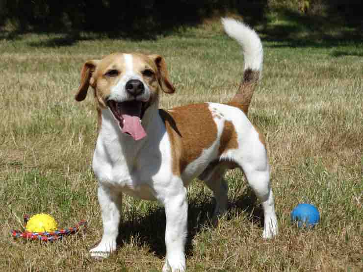 Bologna, abbandonano cagnolina prima di partire: denunciata la coppia