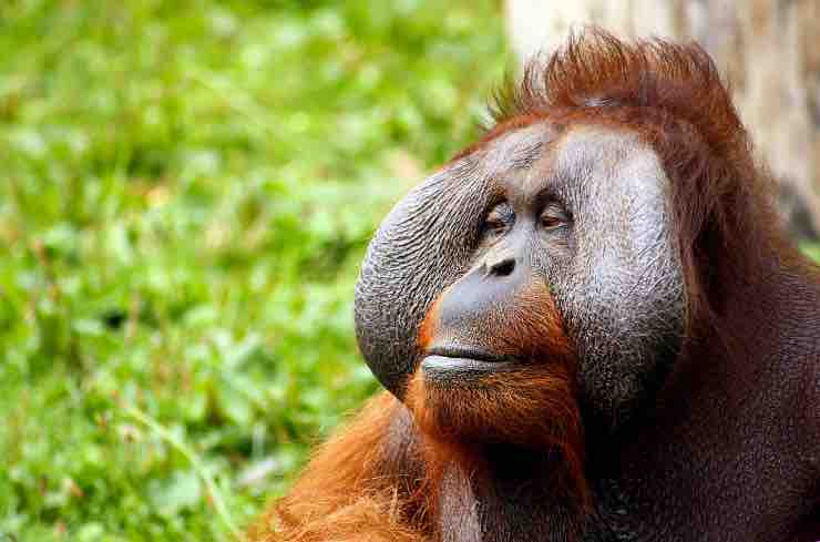 Zoo di Colchester, orango bacia il pancione di una donna - Video