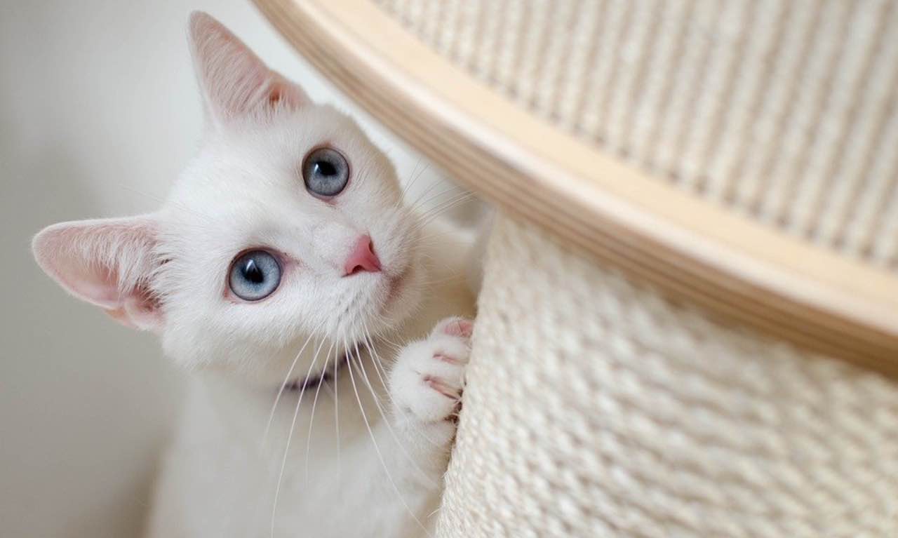 Gatti, miagolio e coda: cosa vuole dirti? Impara il linguaggio - VIDEO