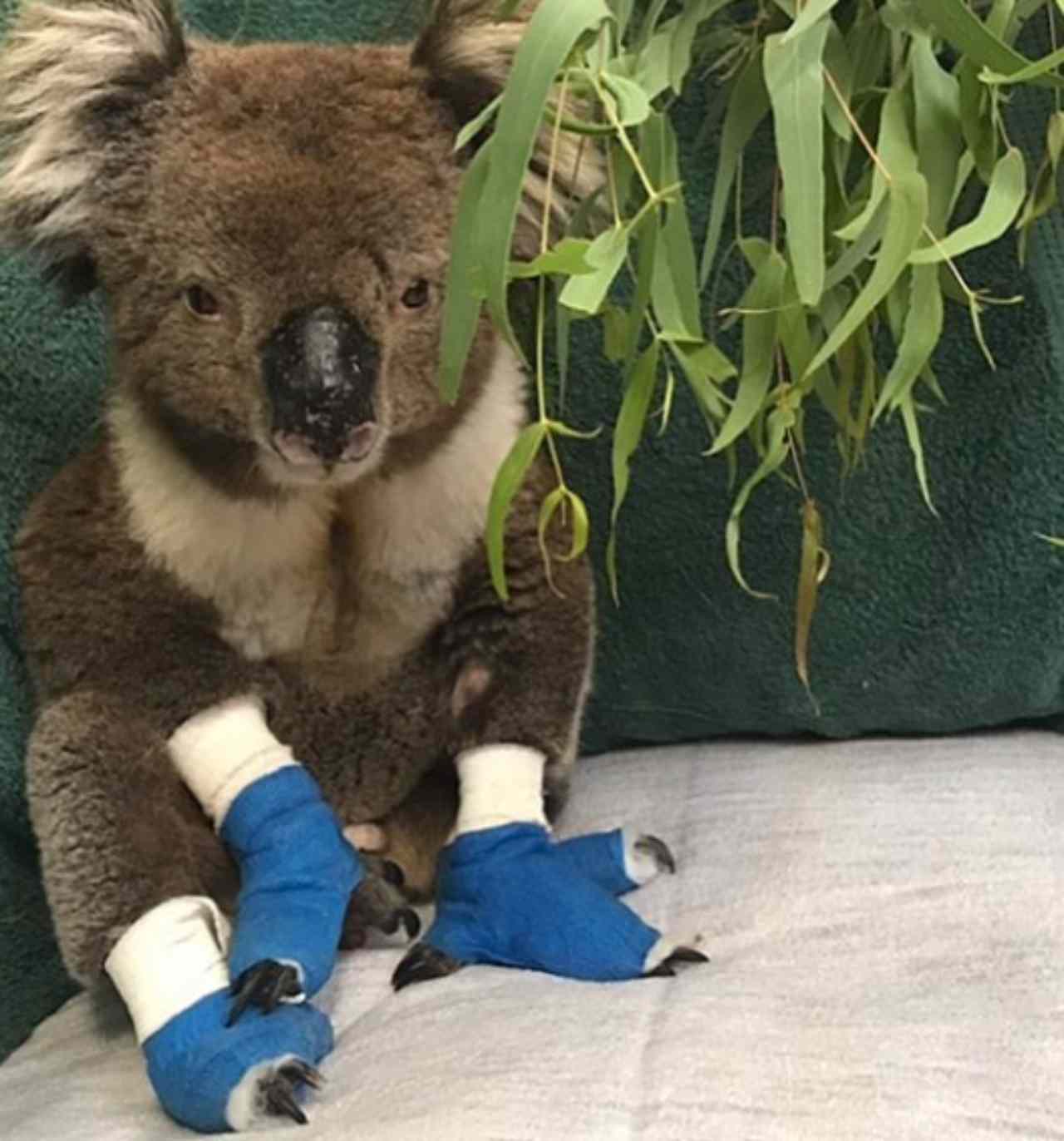 koala