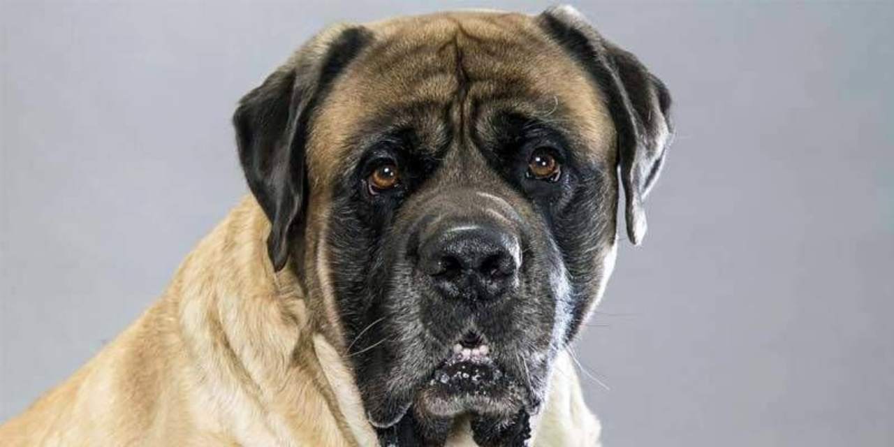cane mastiff