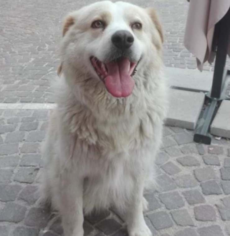 Cane veglia sul corpo del padrone per giorni: ma la notizia è drammatica