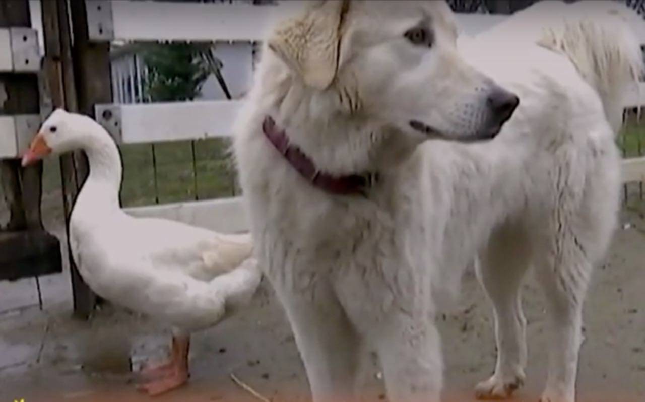 Gwen e Mario: la splendida storia di amicizia tra un'oca e un cane - Video