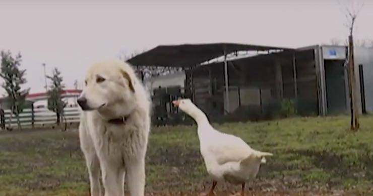 Gwen e Mario: la splendida storia di amicizia tra un'oca e un cane - Video