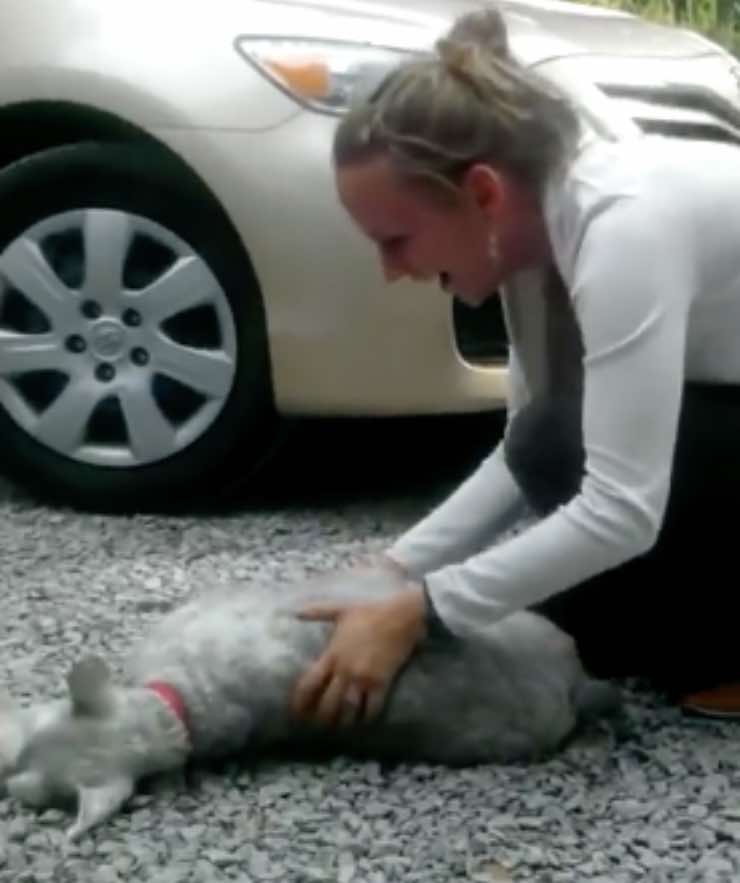 Cane aspetta la padrona per anni: il momento è emozionante - VIDEO