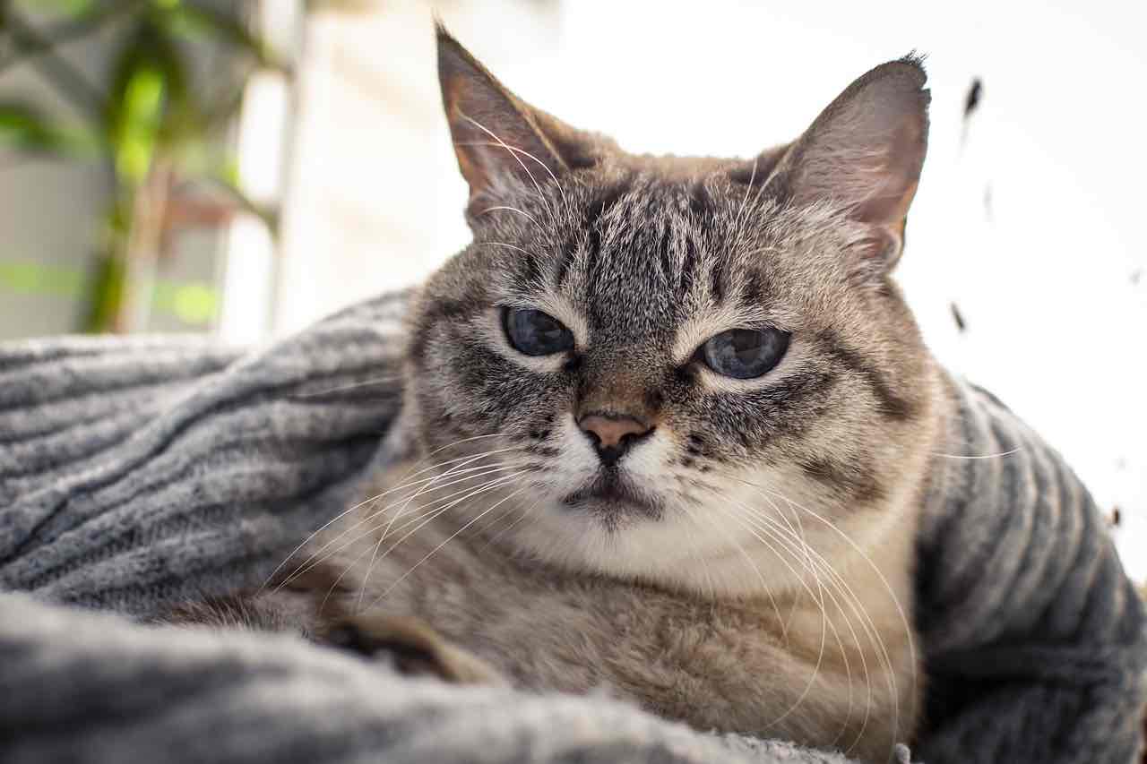 Gatti, amore e coccole: ecco le cose che più odiano - Video