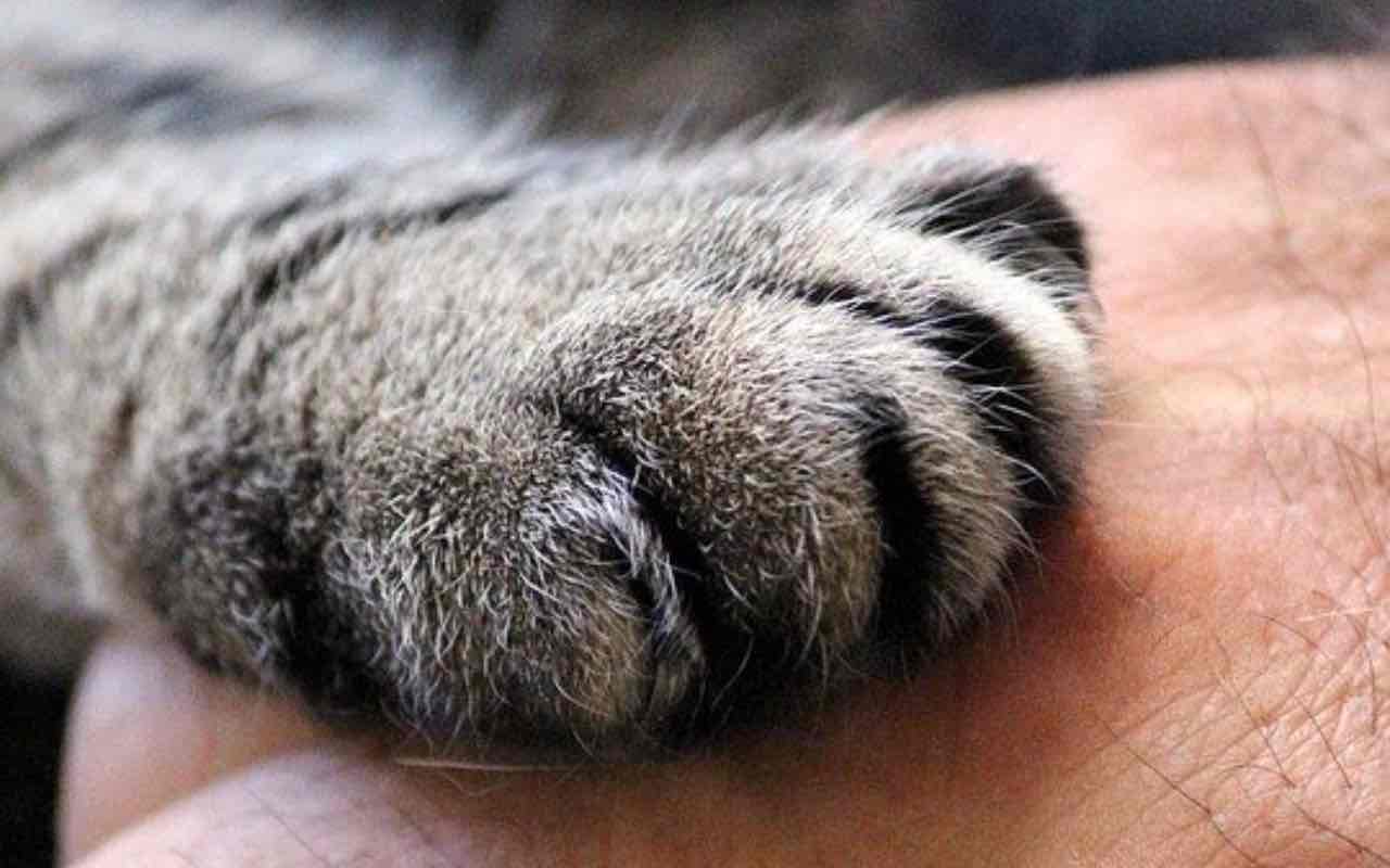 Festa del gatto: l'emozionante video del bimbo che festeggia così