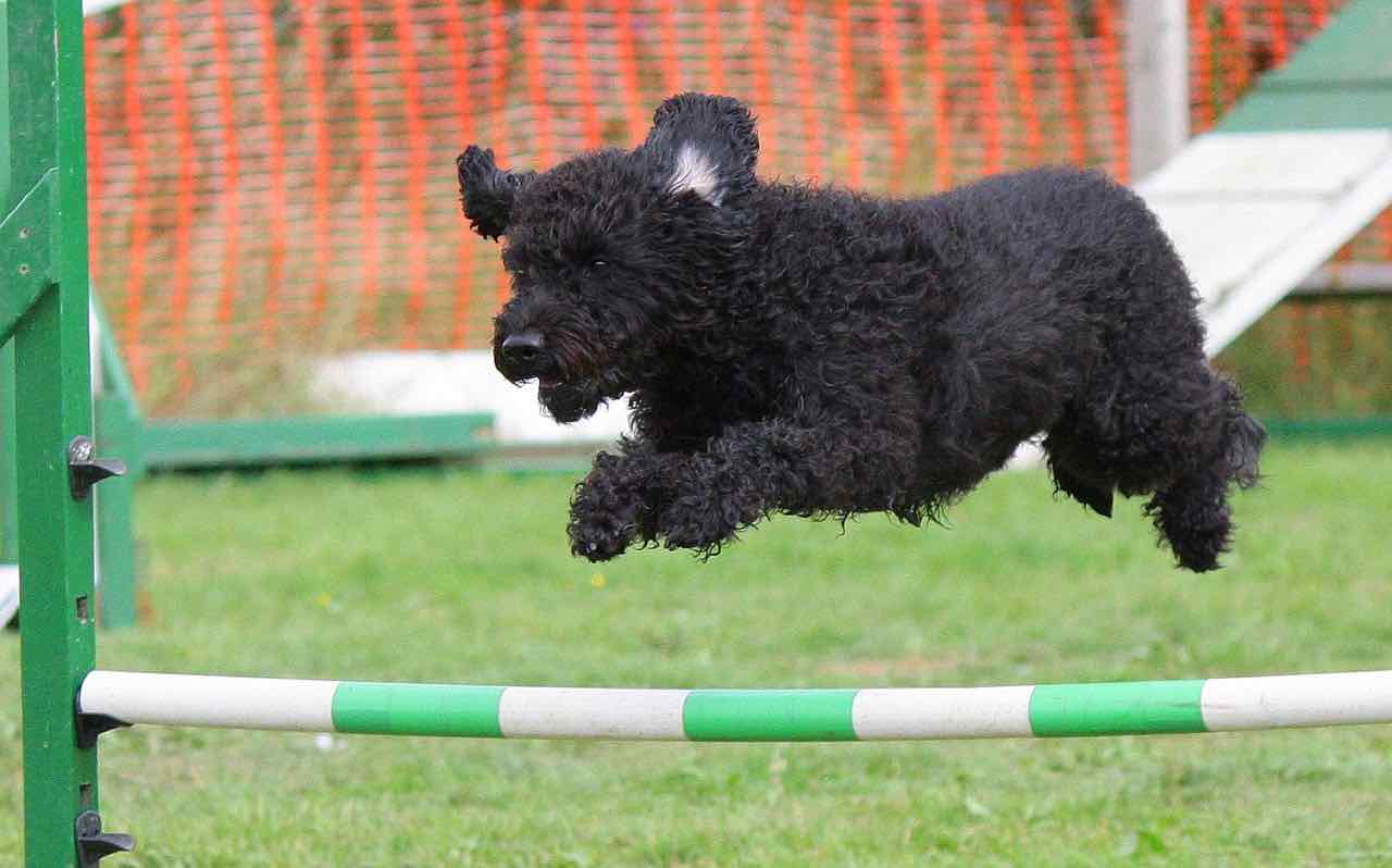 Cani: ecco le attività che svolgono meglio degli umani - Video