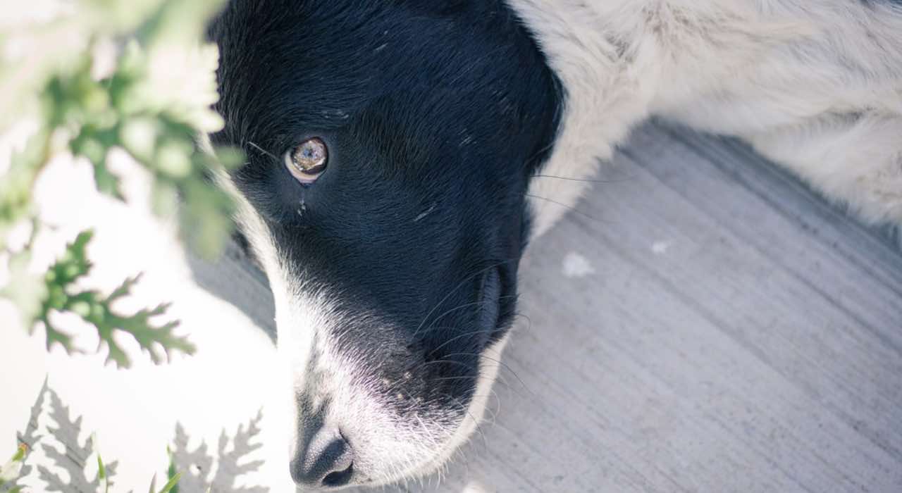 Cane veglia sul corpo del padrone per giorni: ma la notizia è drammatica