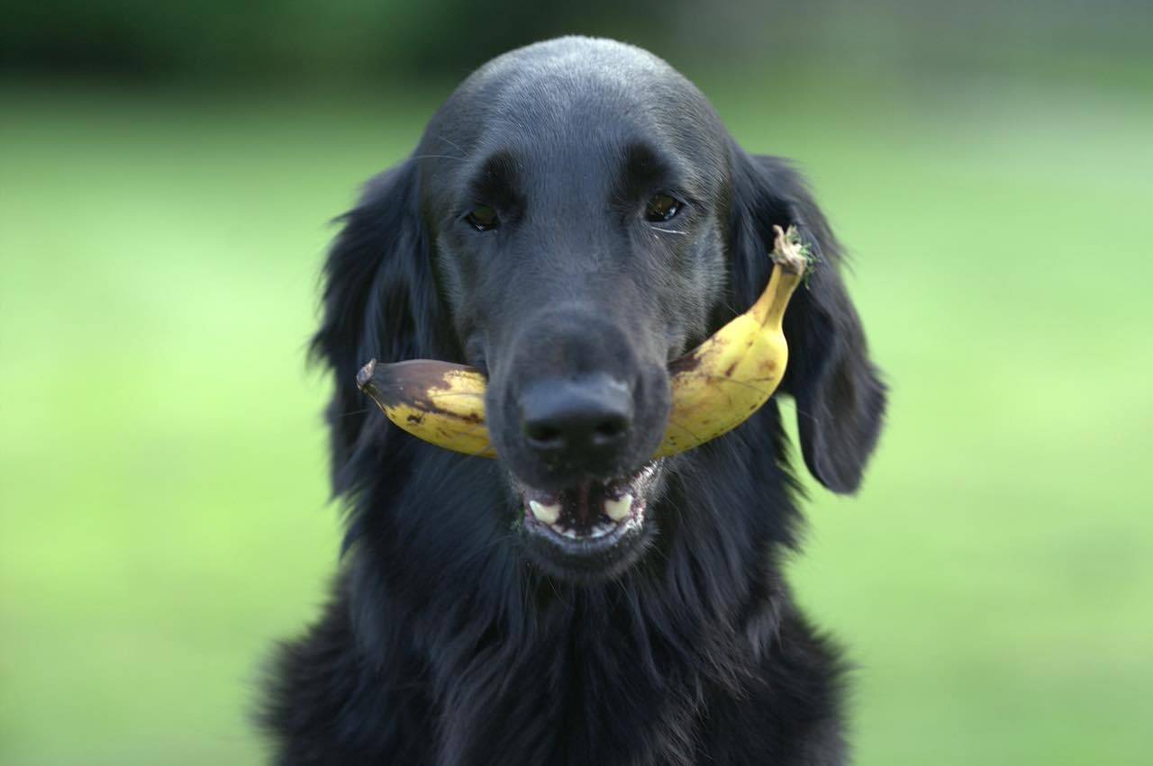 Cani e frutta: ecco quale possono mangiare e quanto - Video