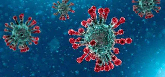 Yaravirus Brasile: scoperto un virus con geni mai visti prima